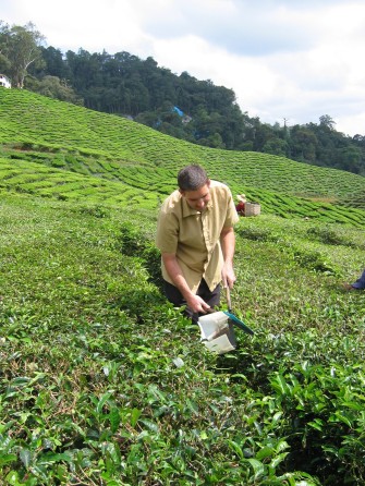 sacando hojas de té en malasia